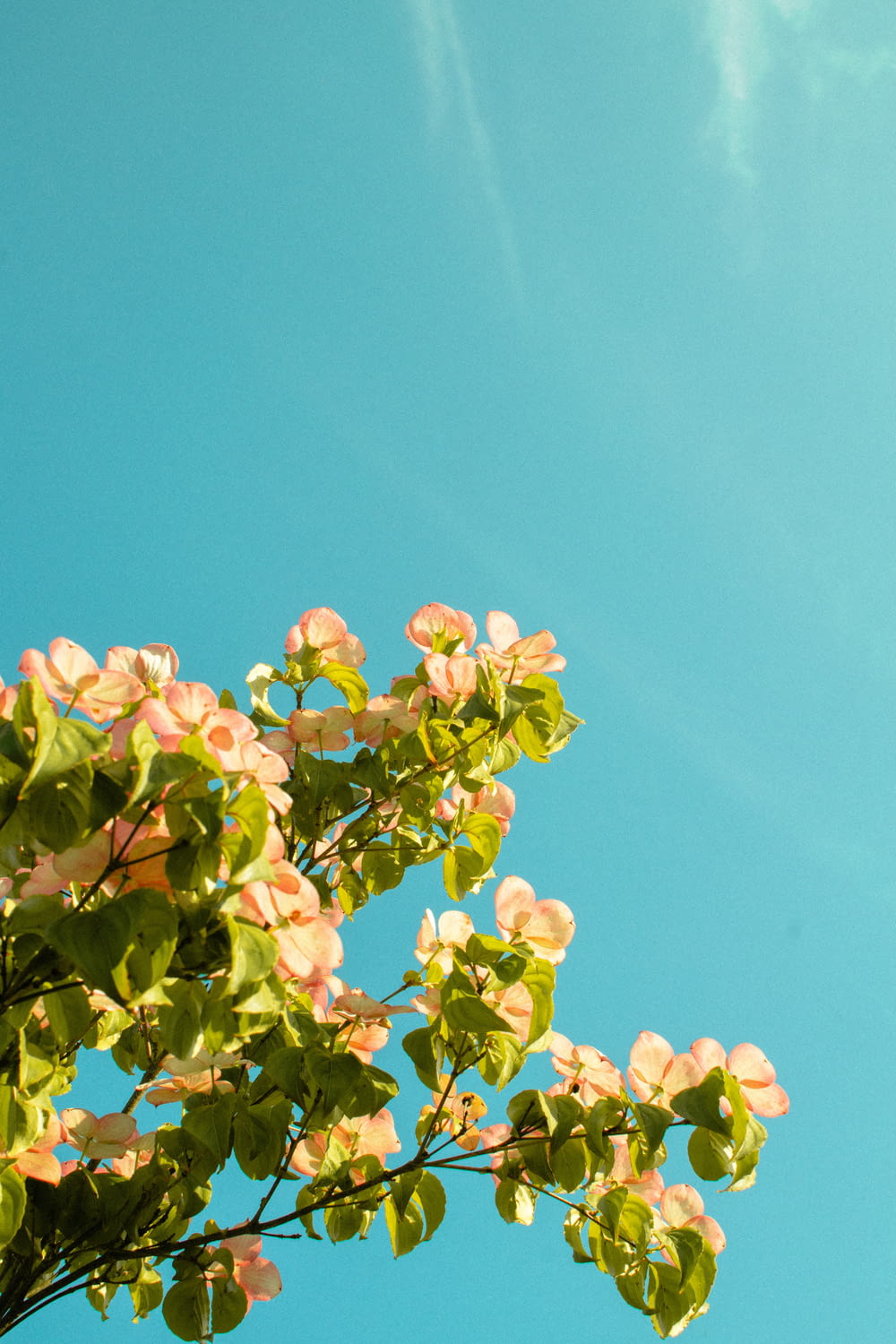 a tree branch with pink flowers against a blue sky