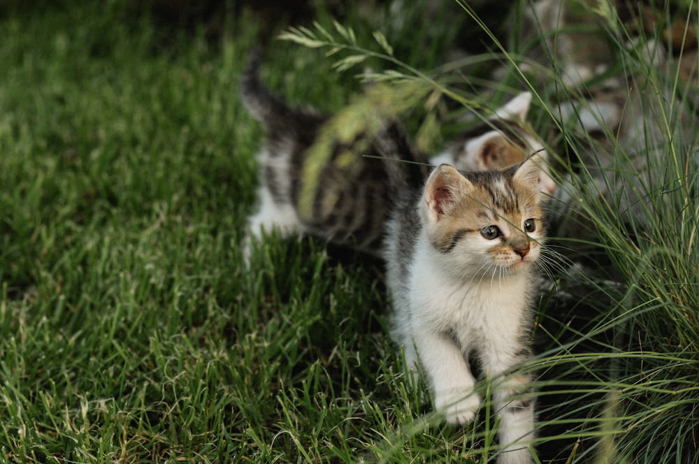 Un pequeño gatito caminando por un exuberante campo verde
