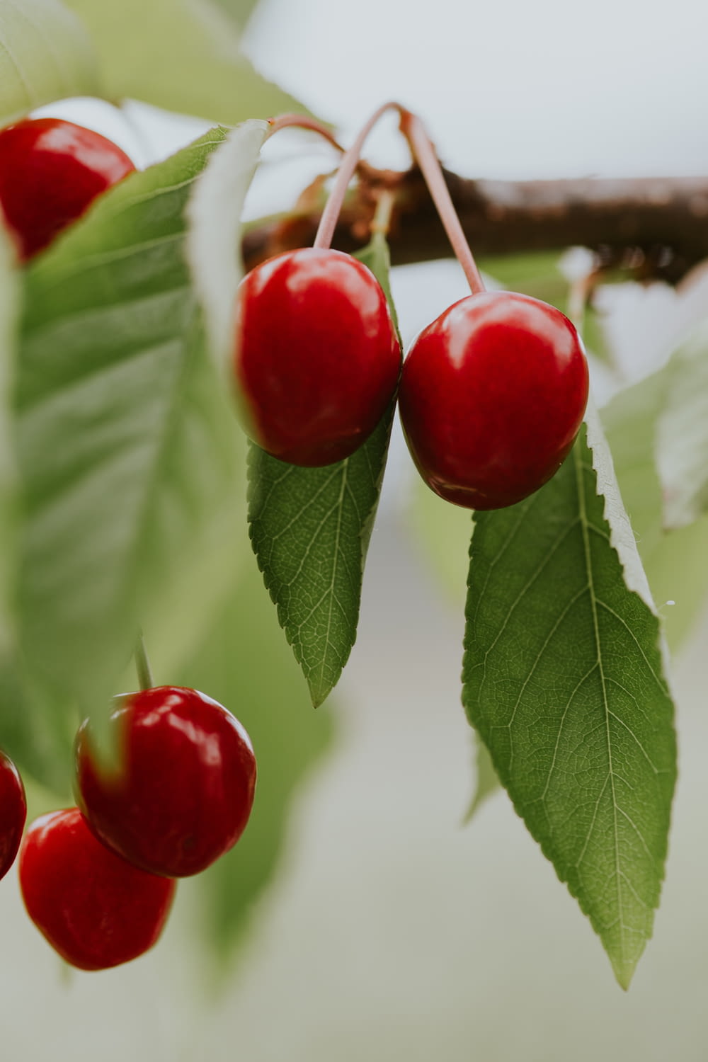 cherries hanging from a tree branch with green leaves