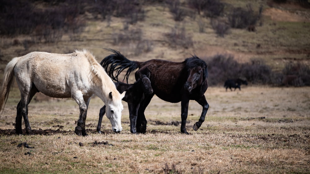 un paio di cavalli che sono in piedi nell'erba
