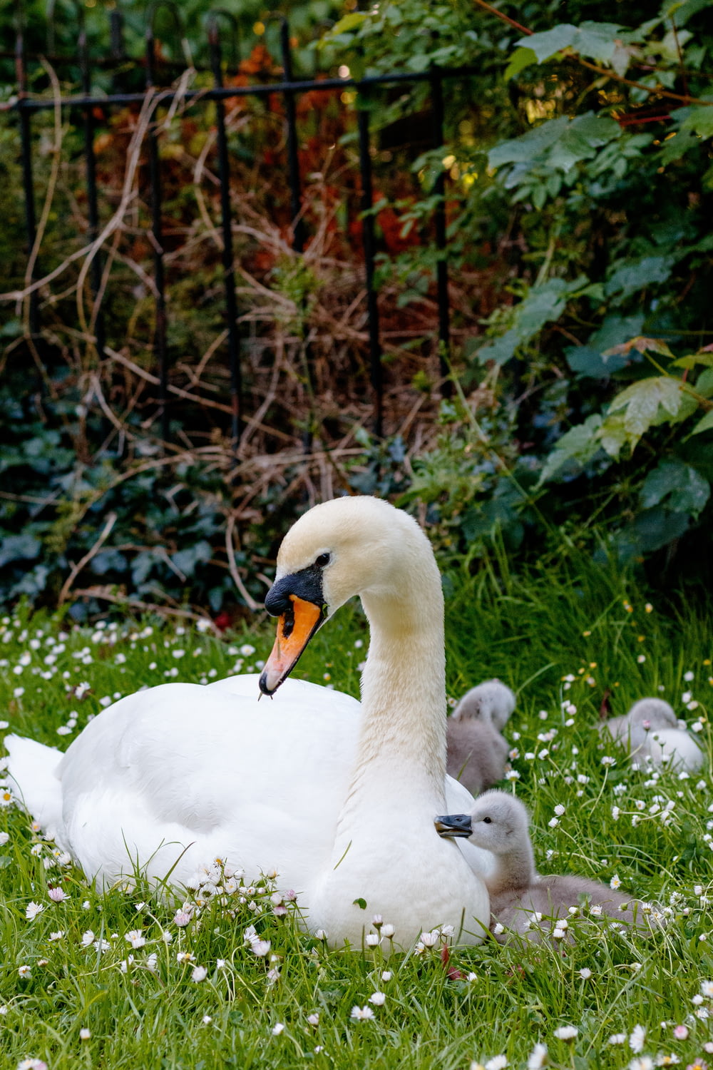 a mother swan with her two babies in the grass