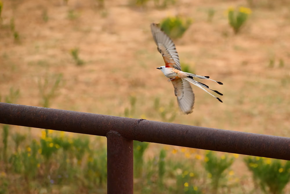 a bird that is flying over a rail