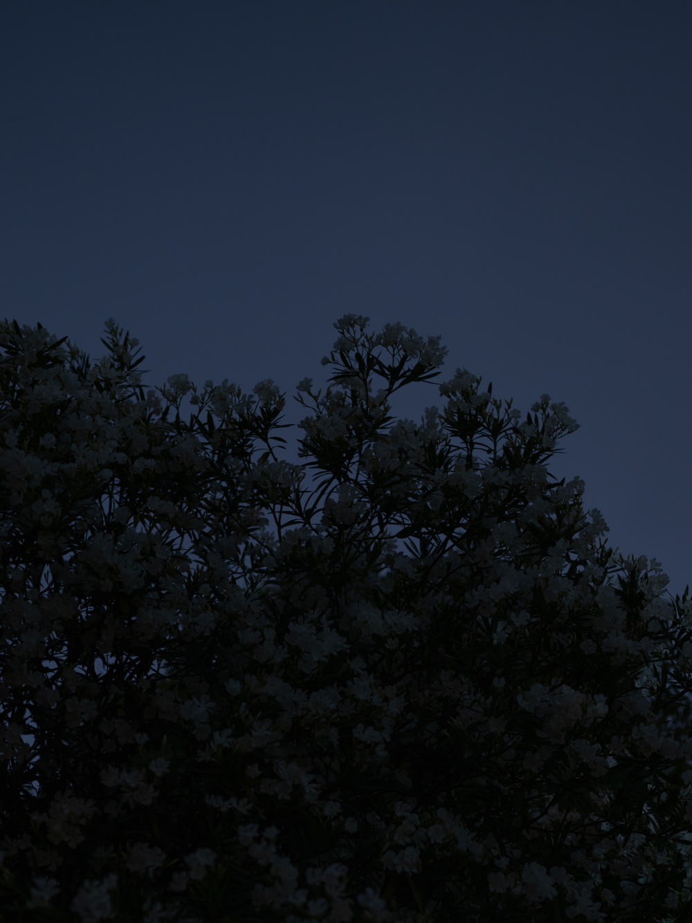 Una luna piena è vista dietro un albero