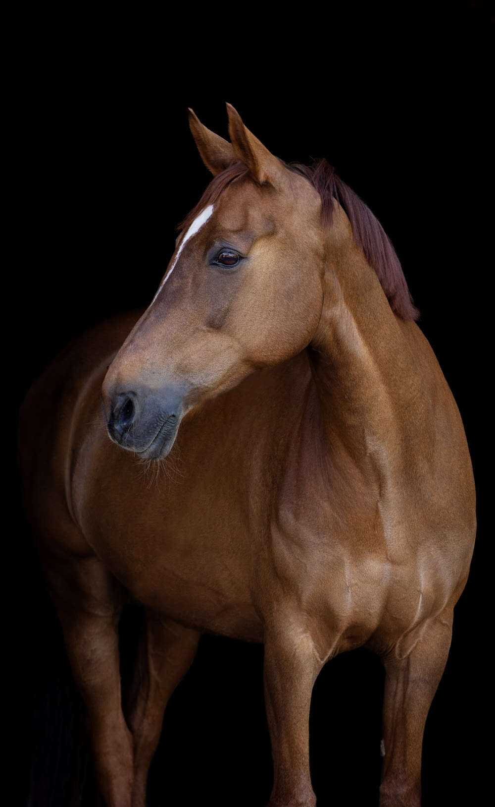a brown horse is standing in the dark
