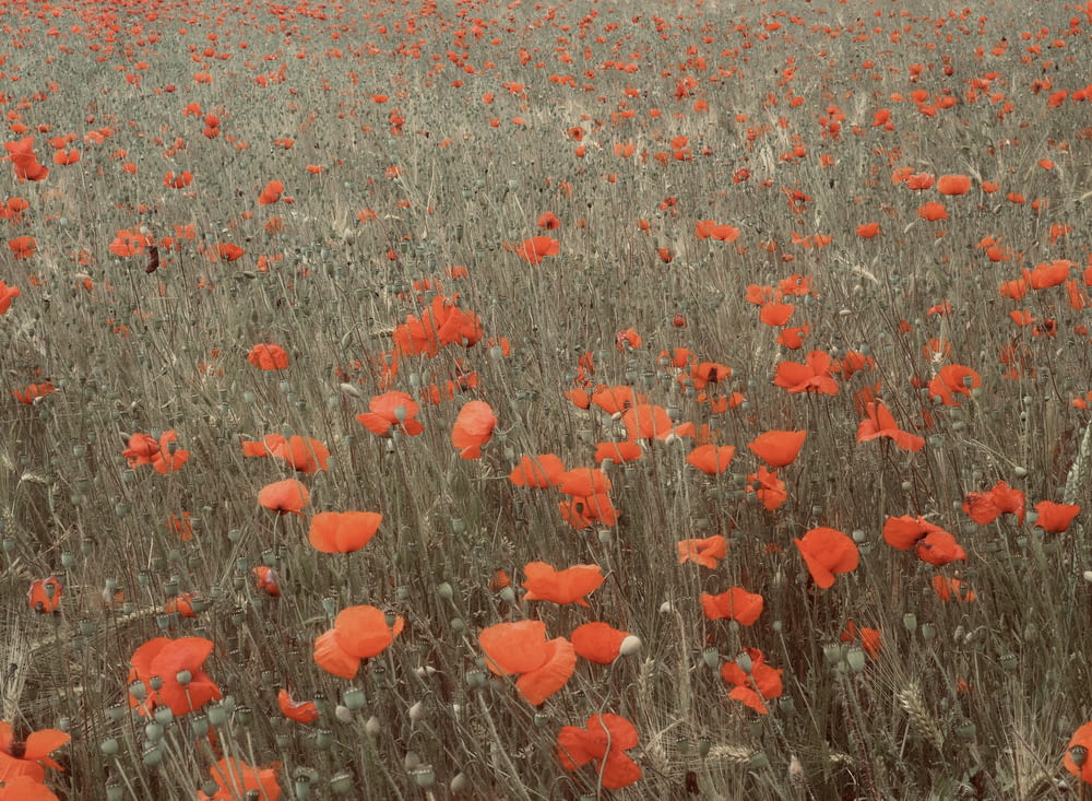 a field full of red flowers on a cloudy day