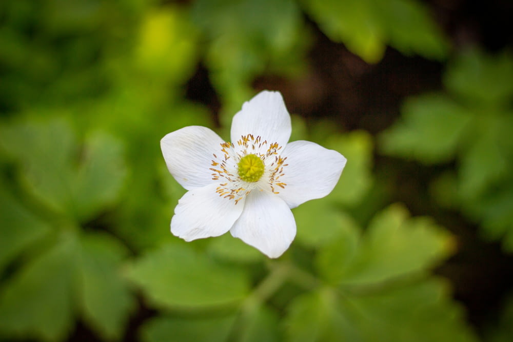 a white flower with a yellow center surrounded by green leaves