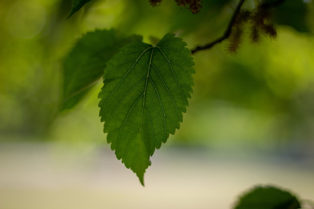 a green leaf hanging from a tree branch