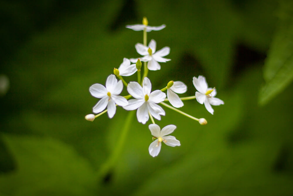 a group of white flowers sitting on top of a green leaf covered field