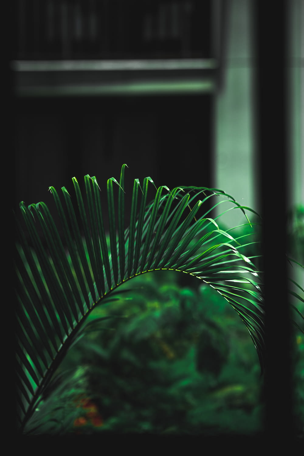 a green plant in front of a window