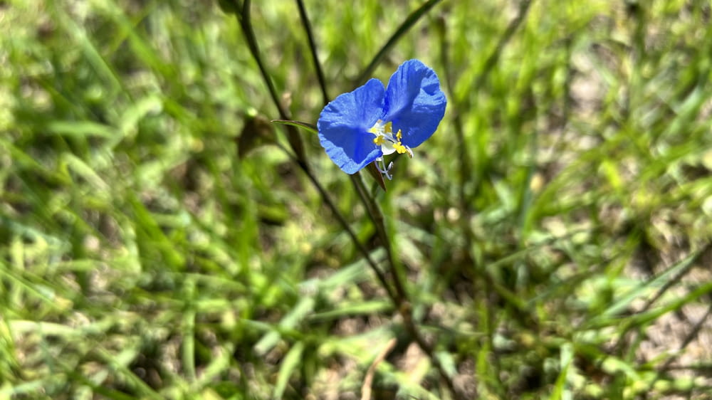 a blue flower is growing in the grass
