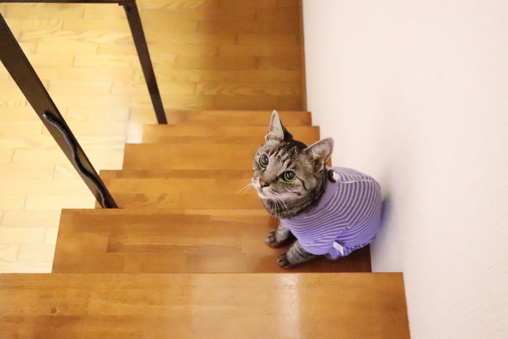 a cat wearing a sweater sitting on a set of stairs