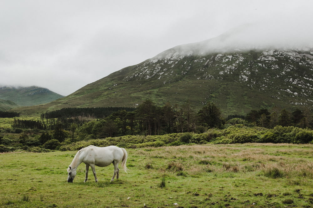 a white horse grazing in a field with mountains in the background