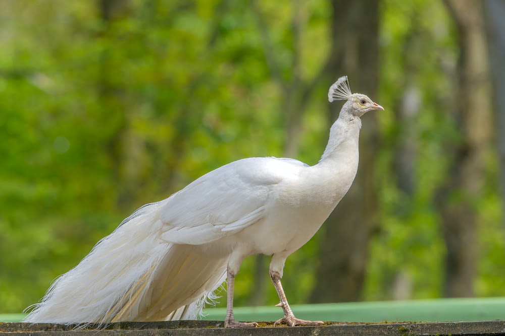 a white bird with a long tail standing on a ledge