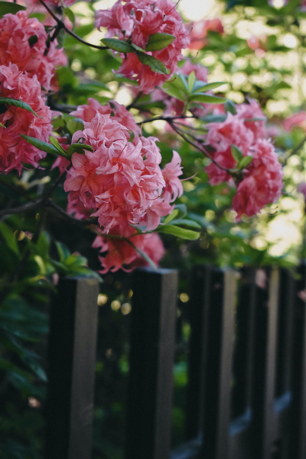 Des fleurs roses poussent sur une clôture noire