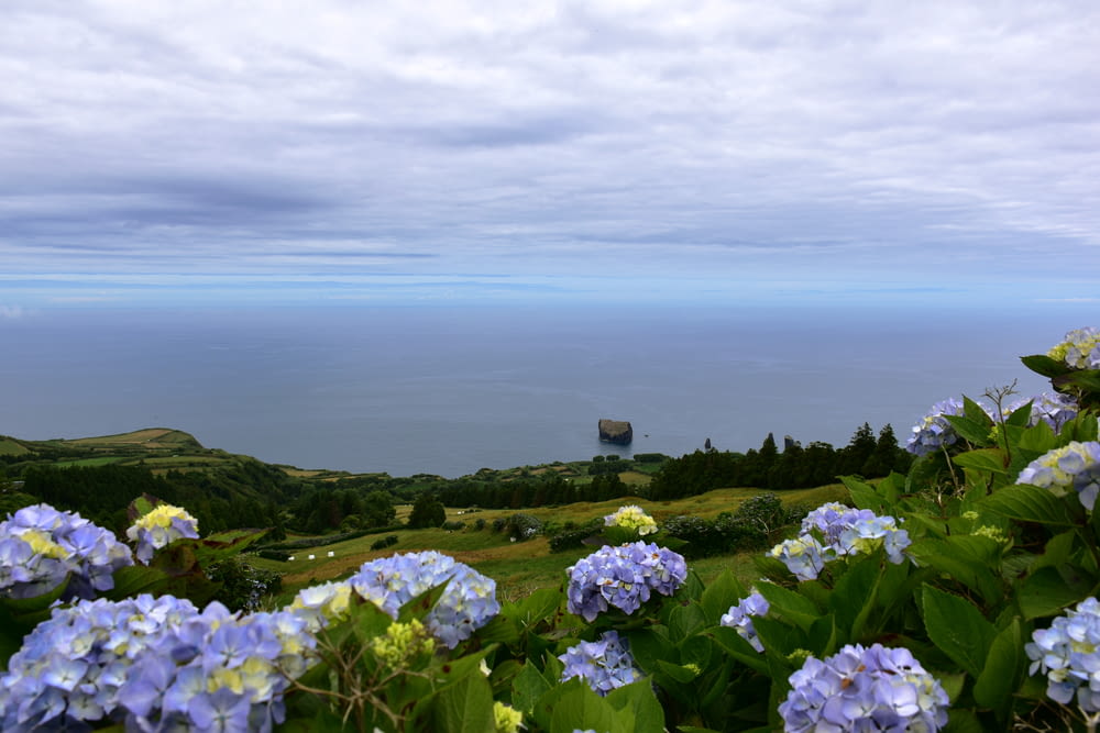 ein blaues Blumenfeld mit dem Ozean im Hintergrund