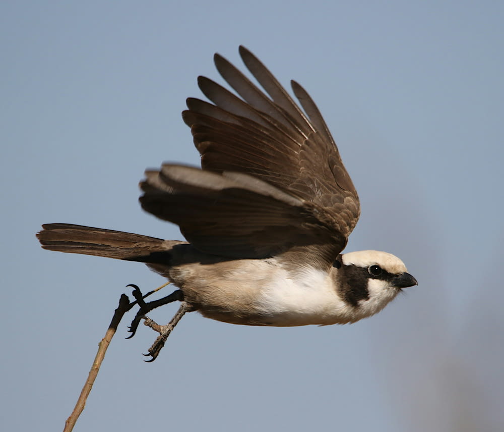 a bird is flying in the air with its wings spread