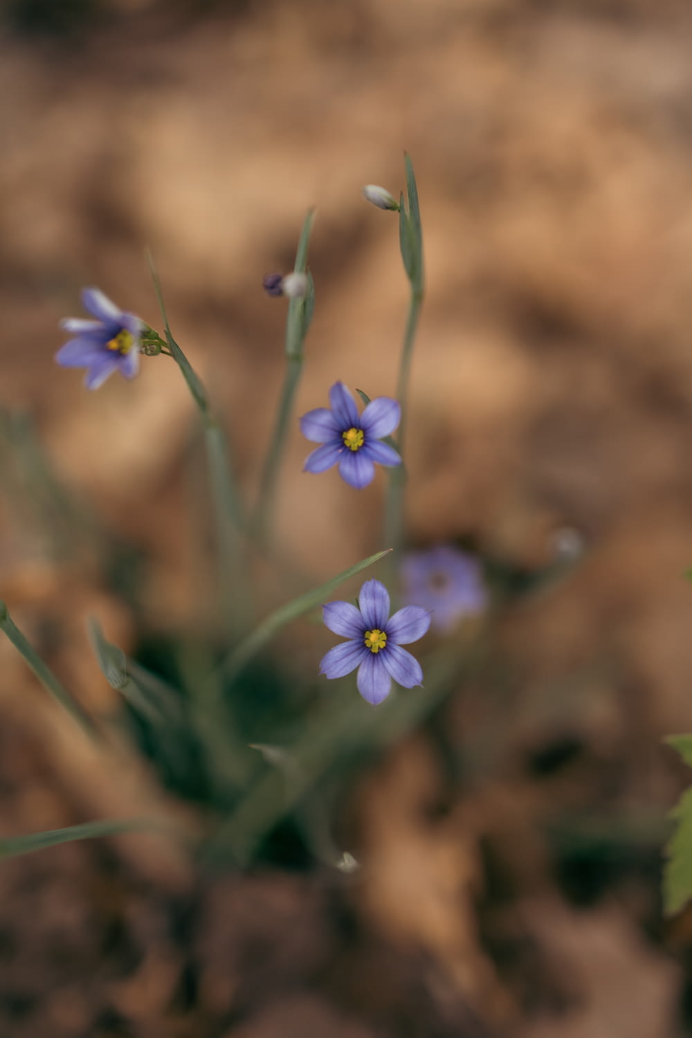 a group of small blue flowers sitting on top of a dirt field
