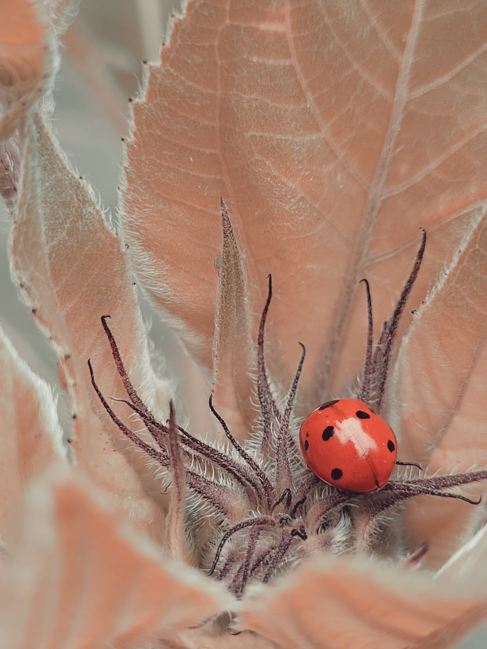 a lady bug sitting on top of a pink flower