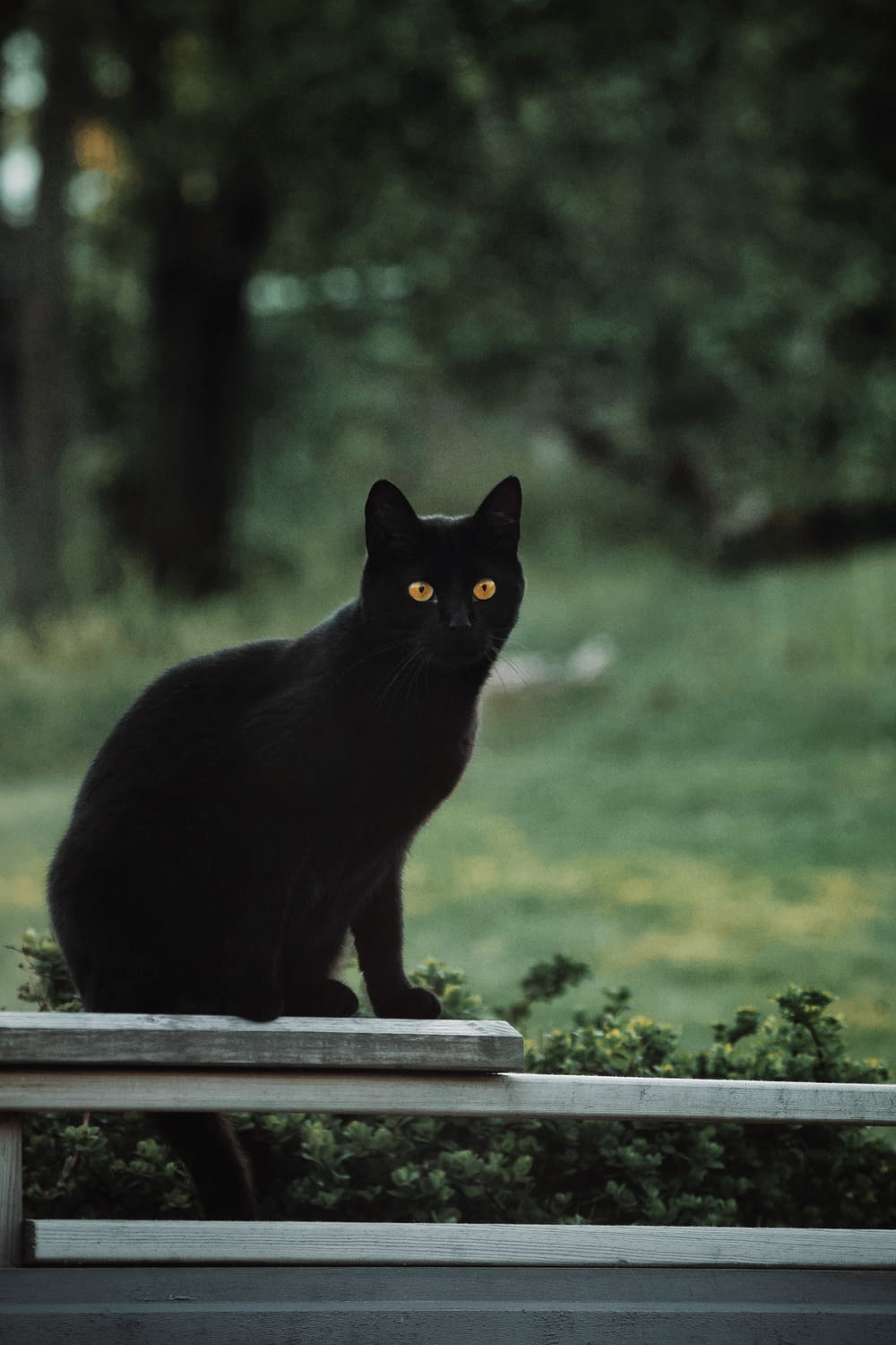 a black cat sitting on top of a wooden bench