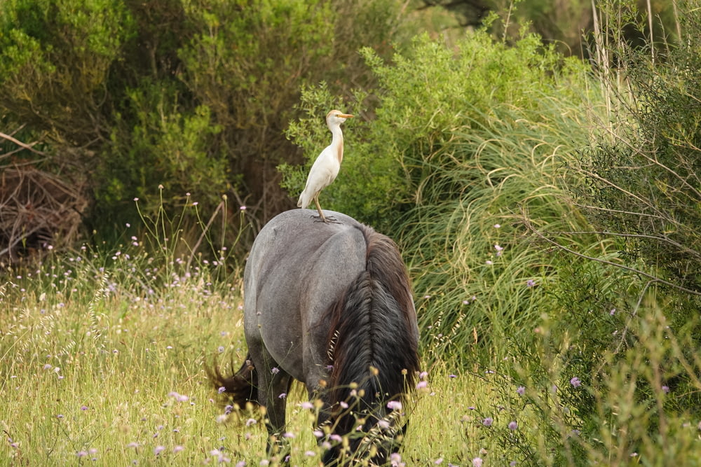 a bird is sitting on the back of a horse