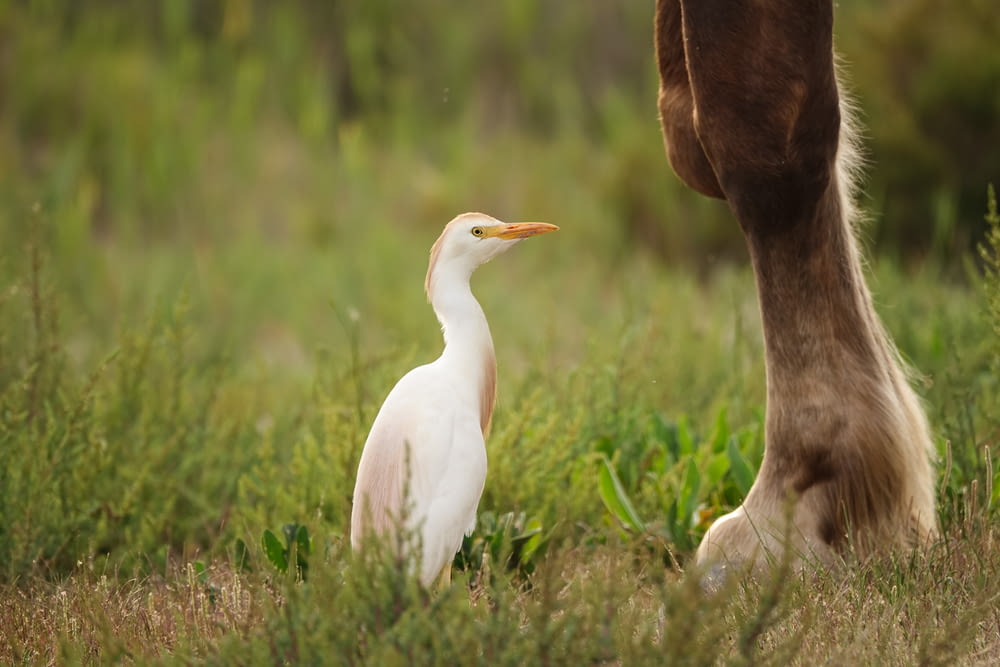 a horse standing next to a white bird in a field