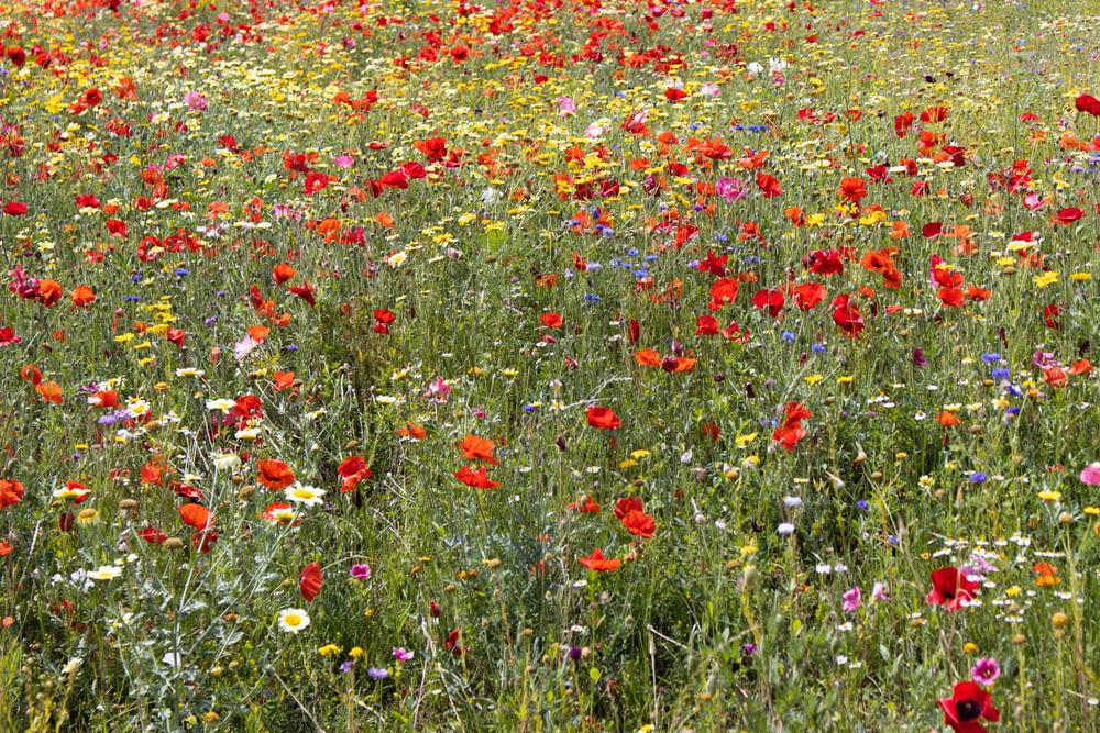 a field of wildflowers and other wild flowers