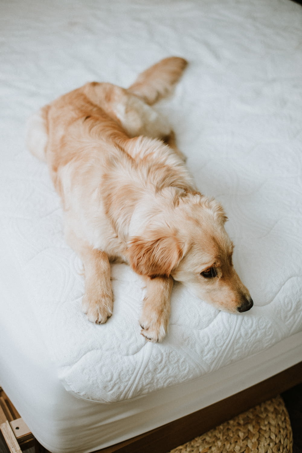 a brown dog laying on a white bed