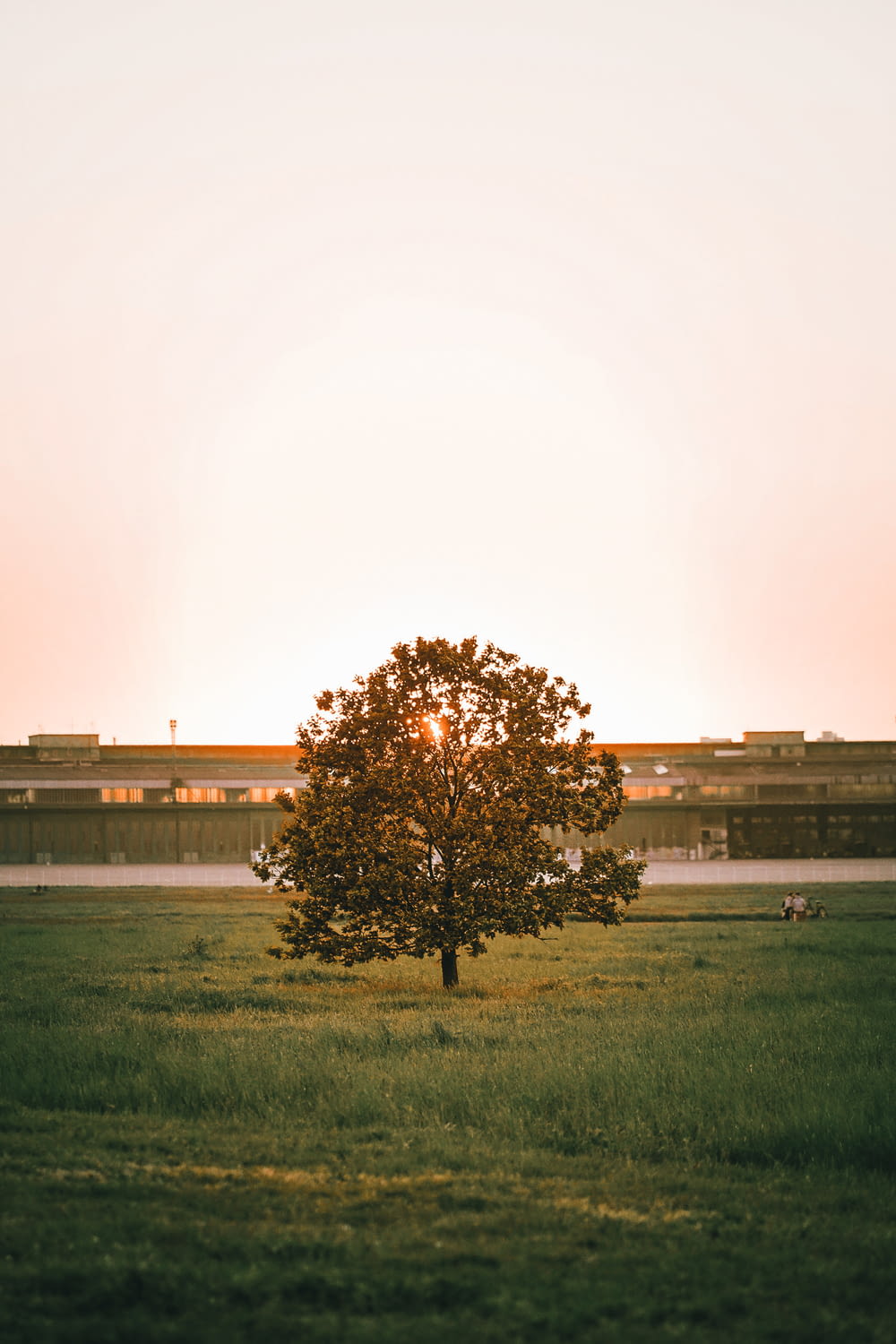 a lone tree in a field with a train in the background