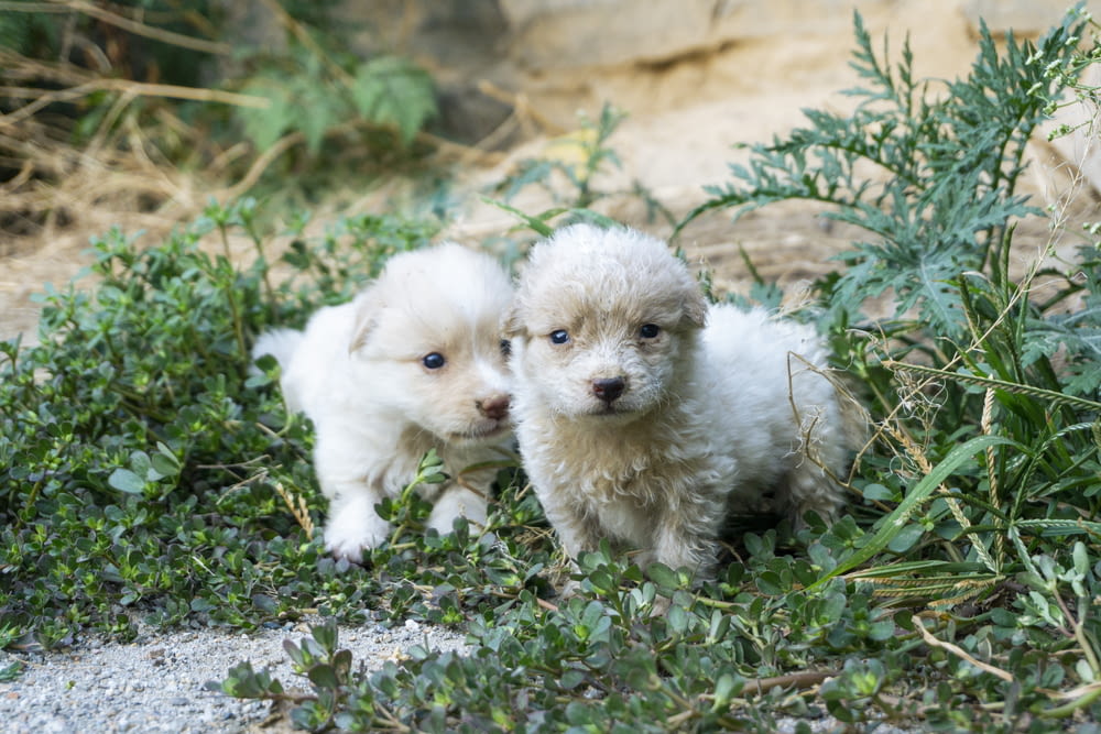 two small white puppies standing next to each other