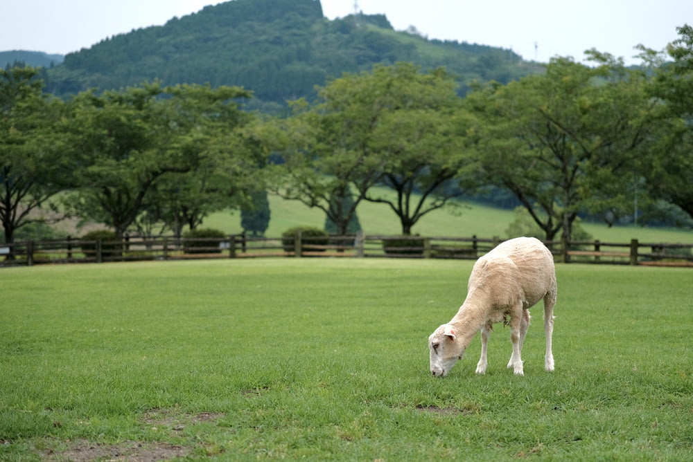 a sheep grazing in a field with a mountain in the background