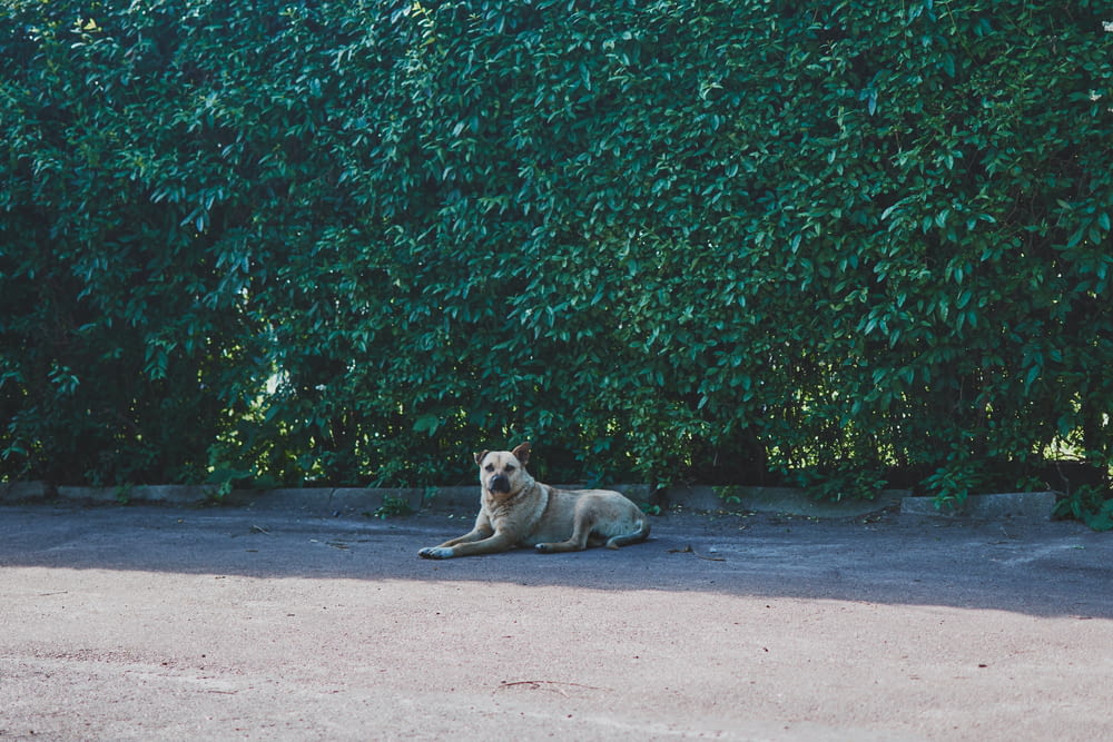 a dog laying on the ground in front of a hedge