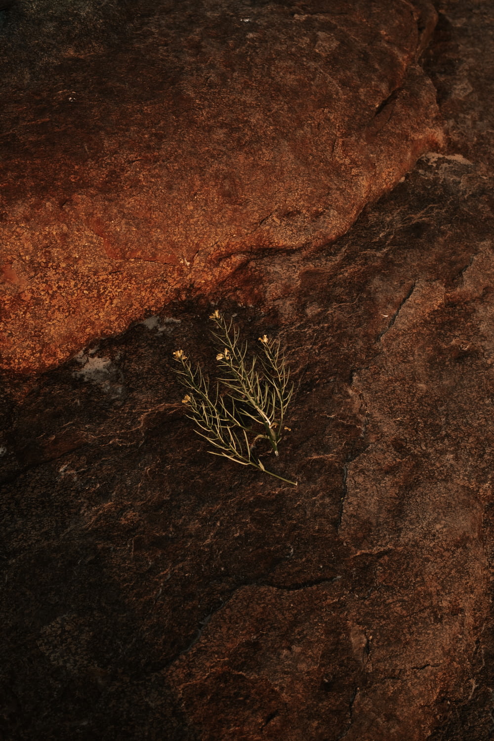 a plant growing out of a crack in a rock