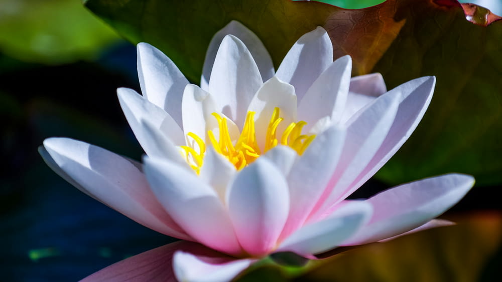 a close up of a pink and white water lily