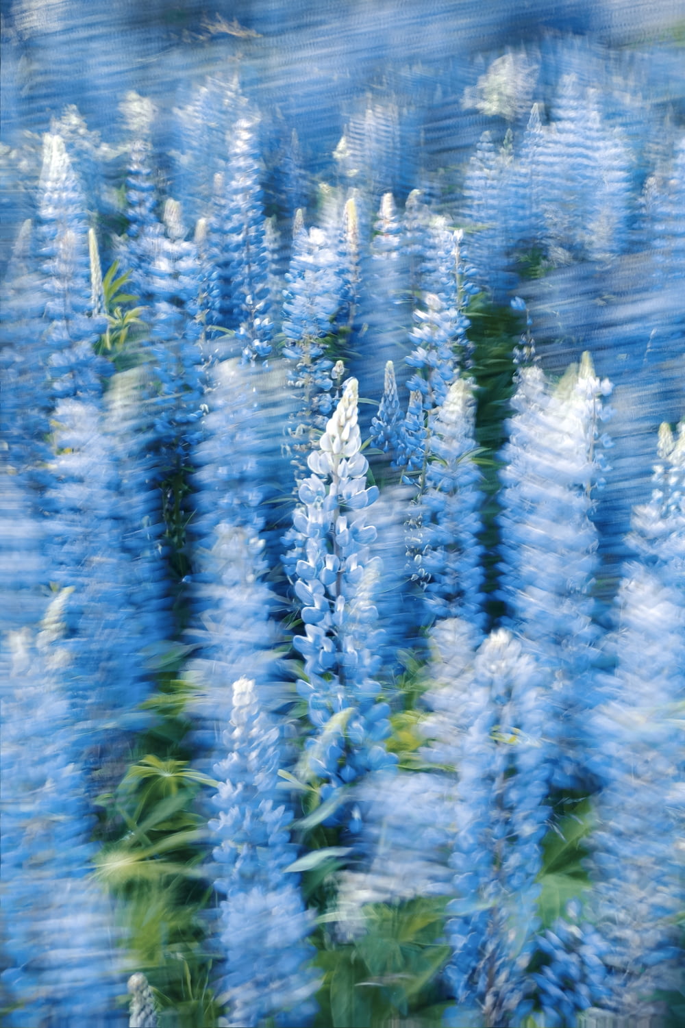a blurry photo of a bunch of blue flowers