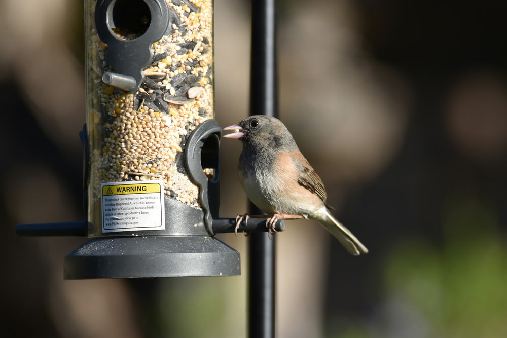 a bird that is sitting on a bird feeder