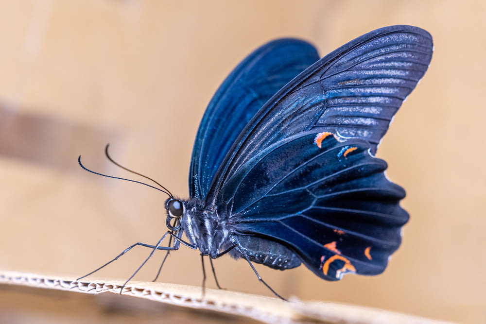 a blue butterfly sitting on top of a wooden stick