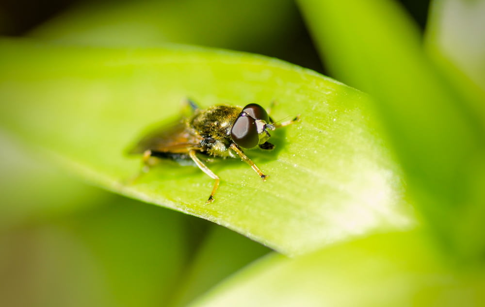 Gros plan d’une mouche sur une feuille verte