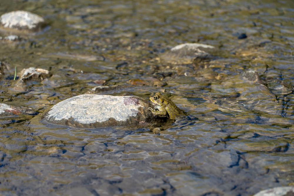 a frog is sitting on a rock in the water
