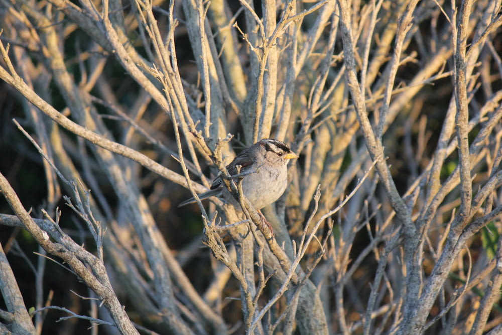 a small bird perched on top of a tree branch