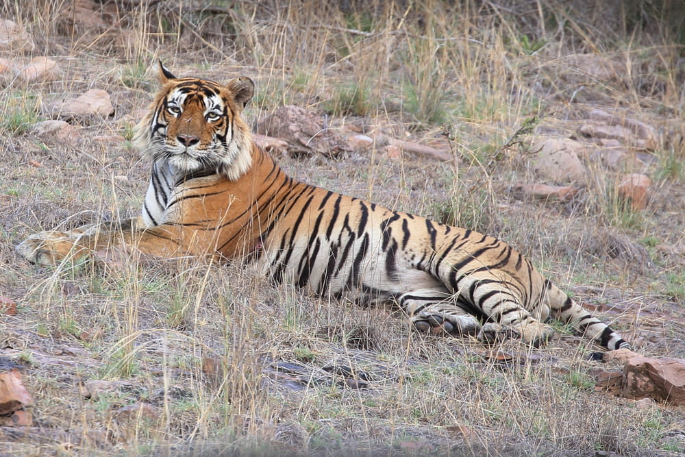 a tiger laying on the ground in a field