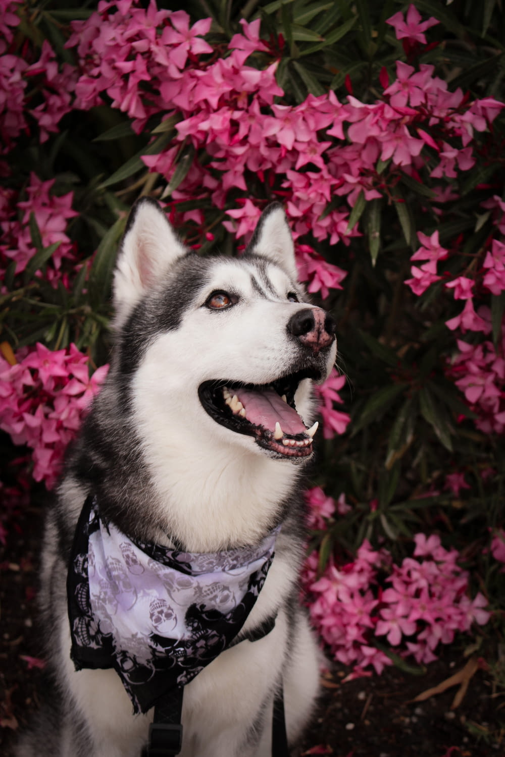 a husky dog wearing a bandana in front of pink flowers
