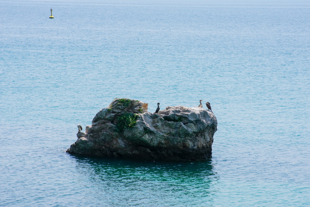 a group of birds sitting on a rock in the middle of the ocean