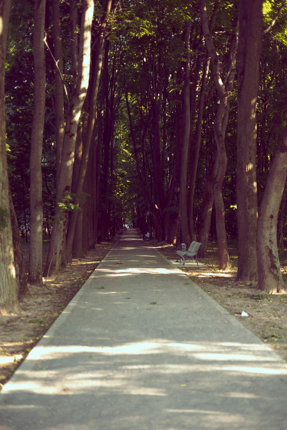 a path in the middle of a park lined with trees