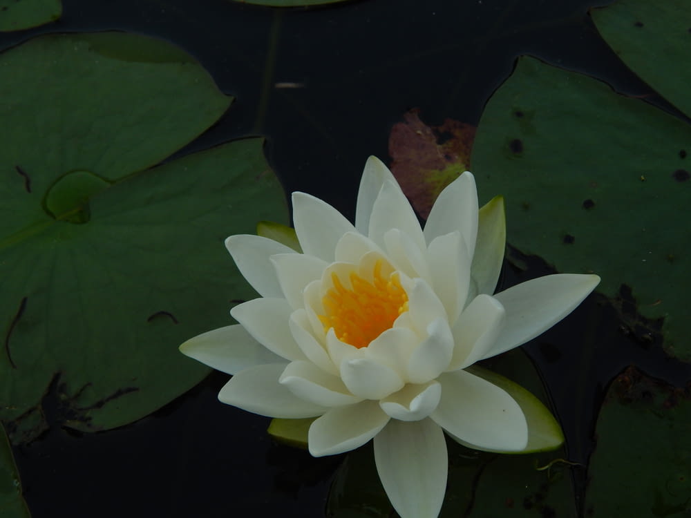 a white and yellow flower floating on top of a pond