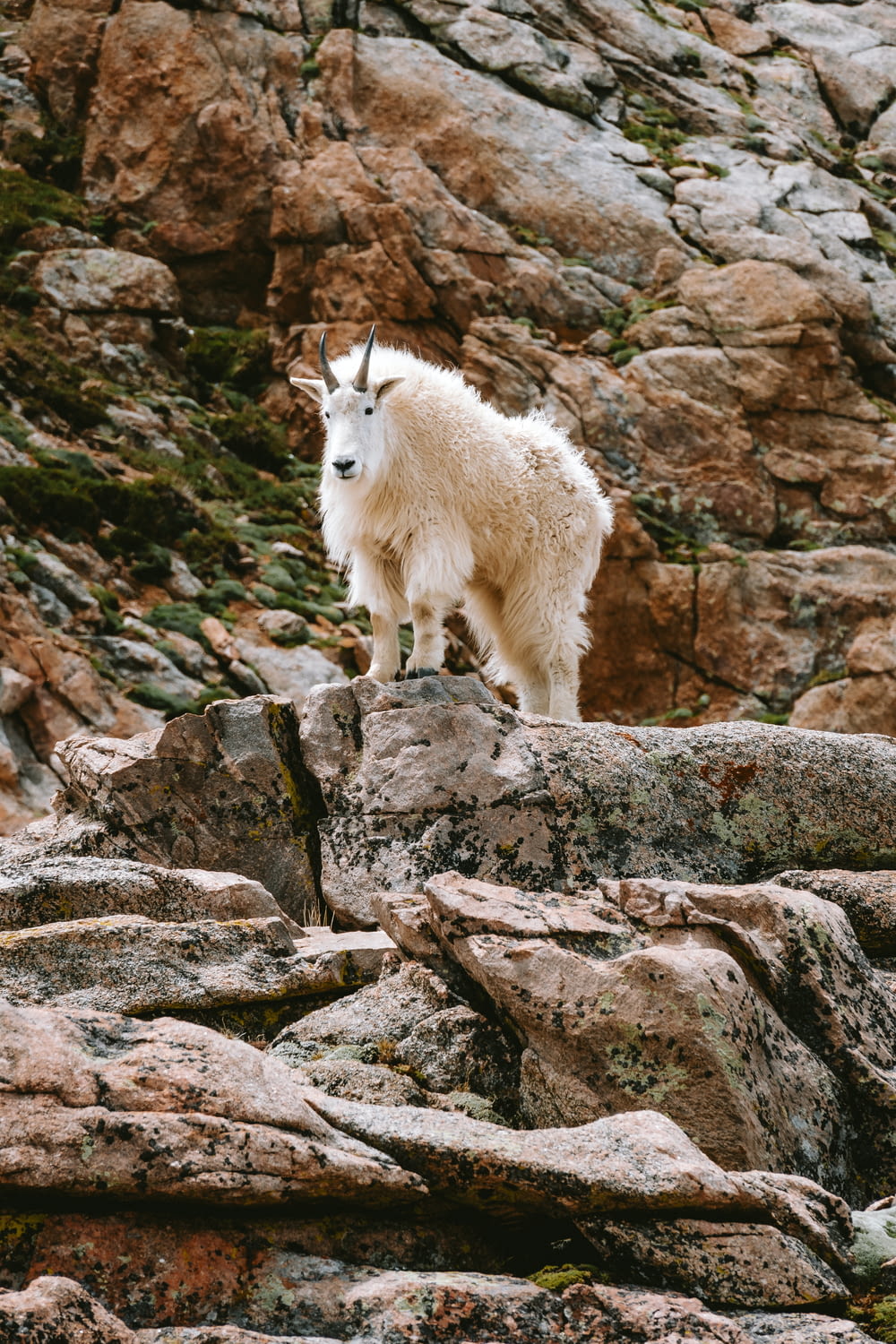 a mountain goat standing on top of a rocky hillside