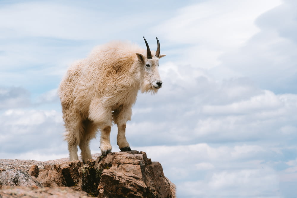 a mountain goat standing on top of a rock
