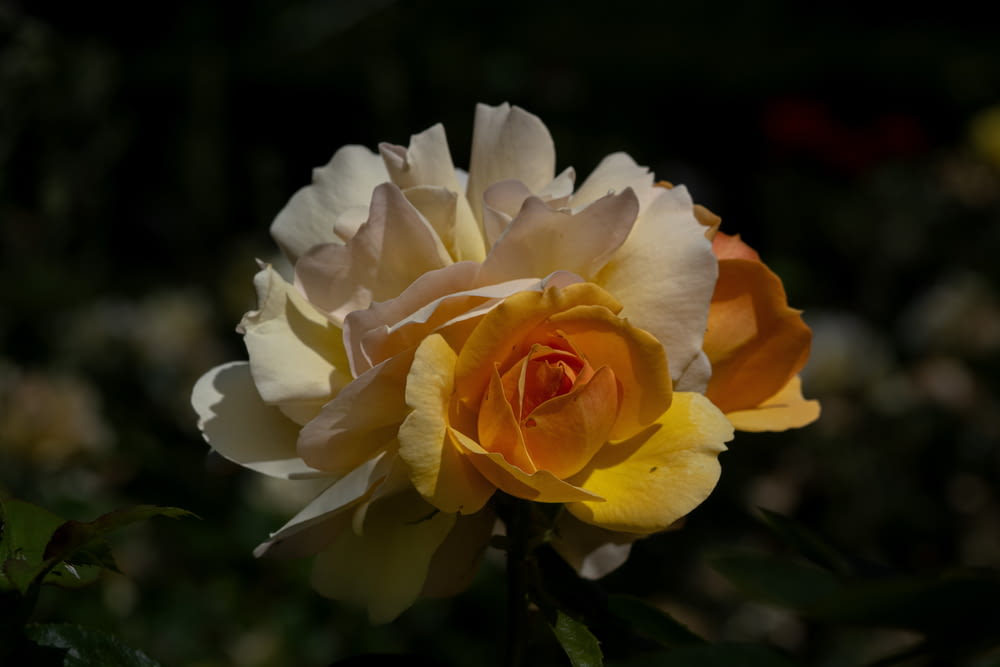 a yellow and white rose is blooming in a garden