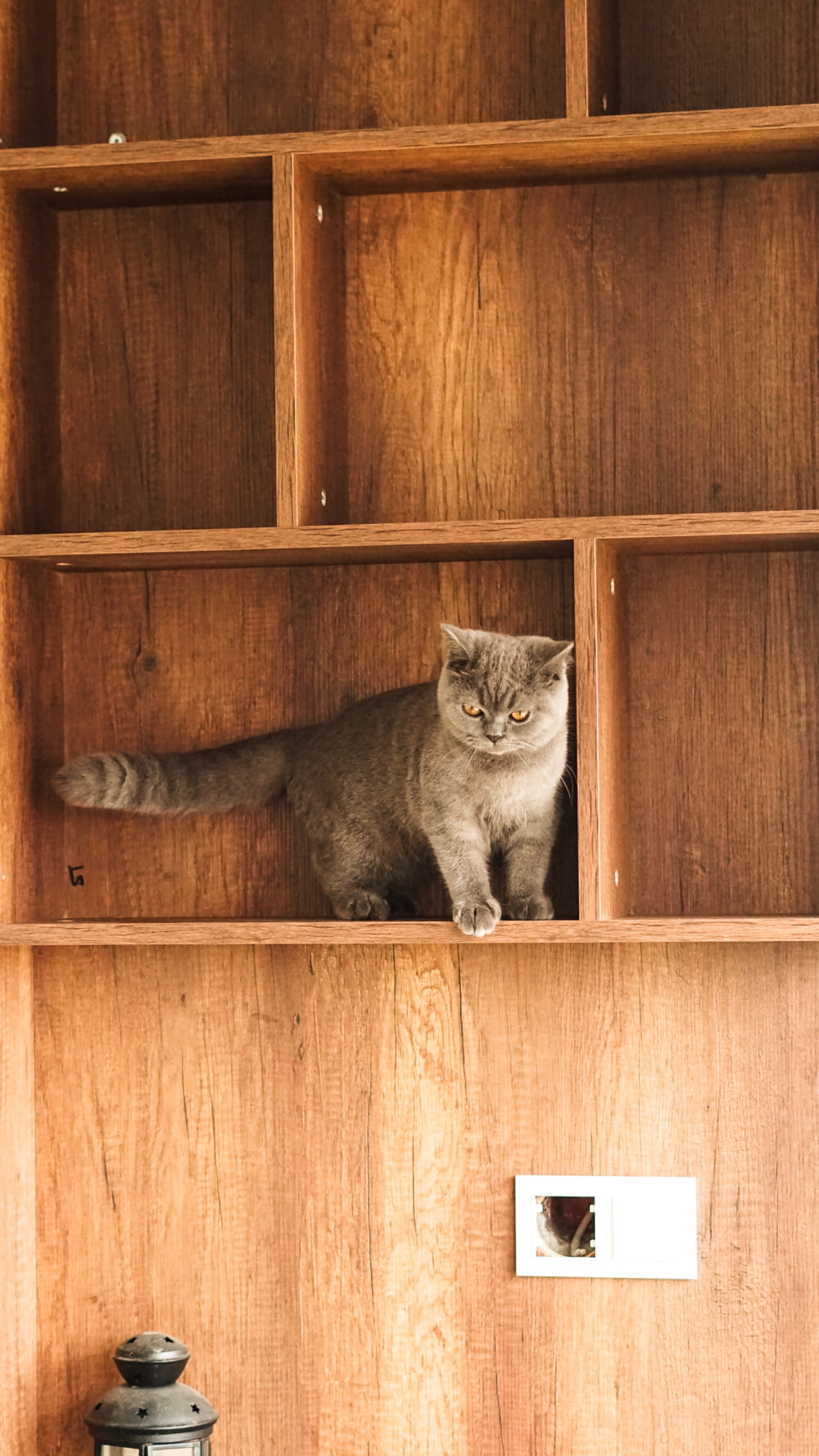 um gato sentado em cima de uma prateleira de madeira