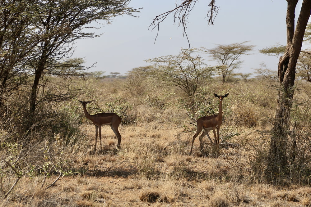 two gazelle standing next to each other on a dry grass field