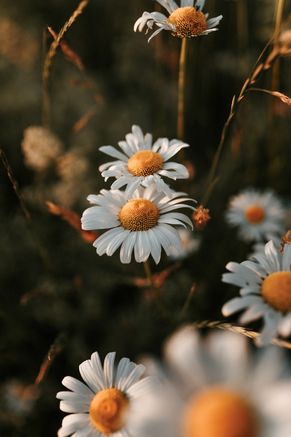 a close up of a bunch of daisies